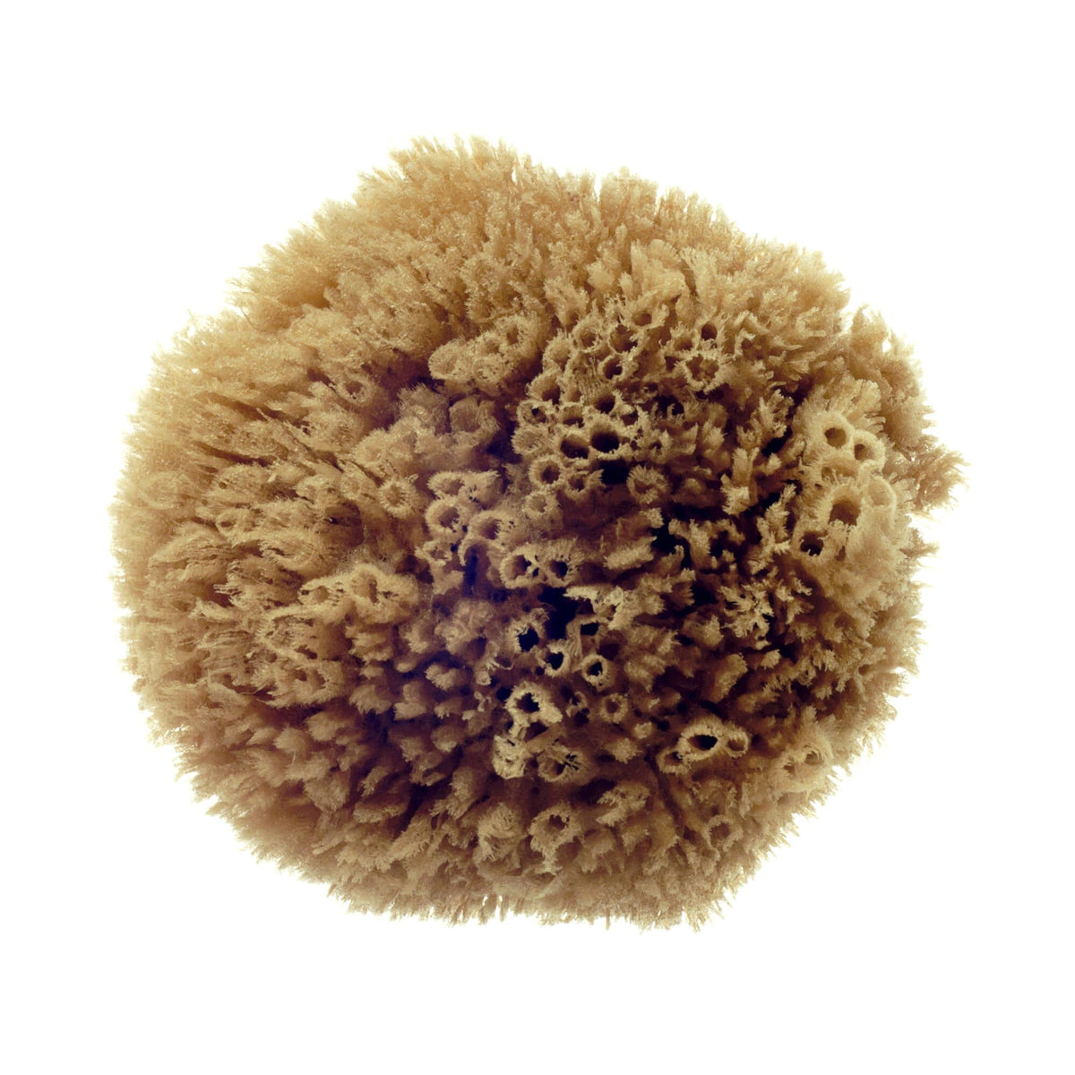 Hydrea London Natural Grass Sea Sponge Sea Sponge The Natural Sea Sponge Co