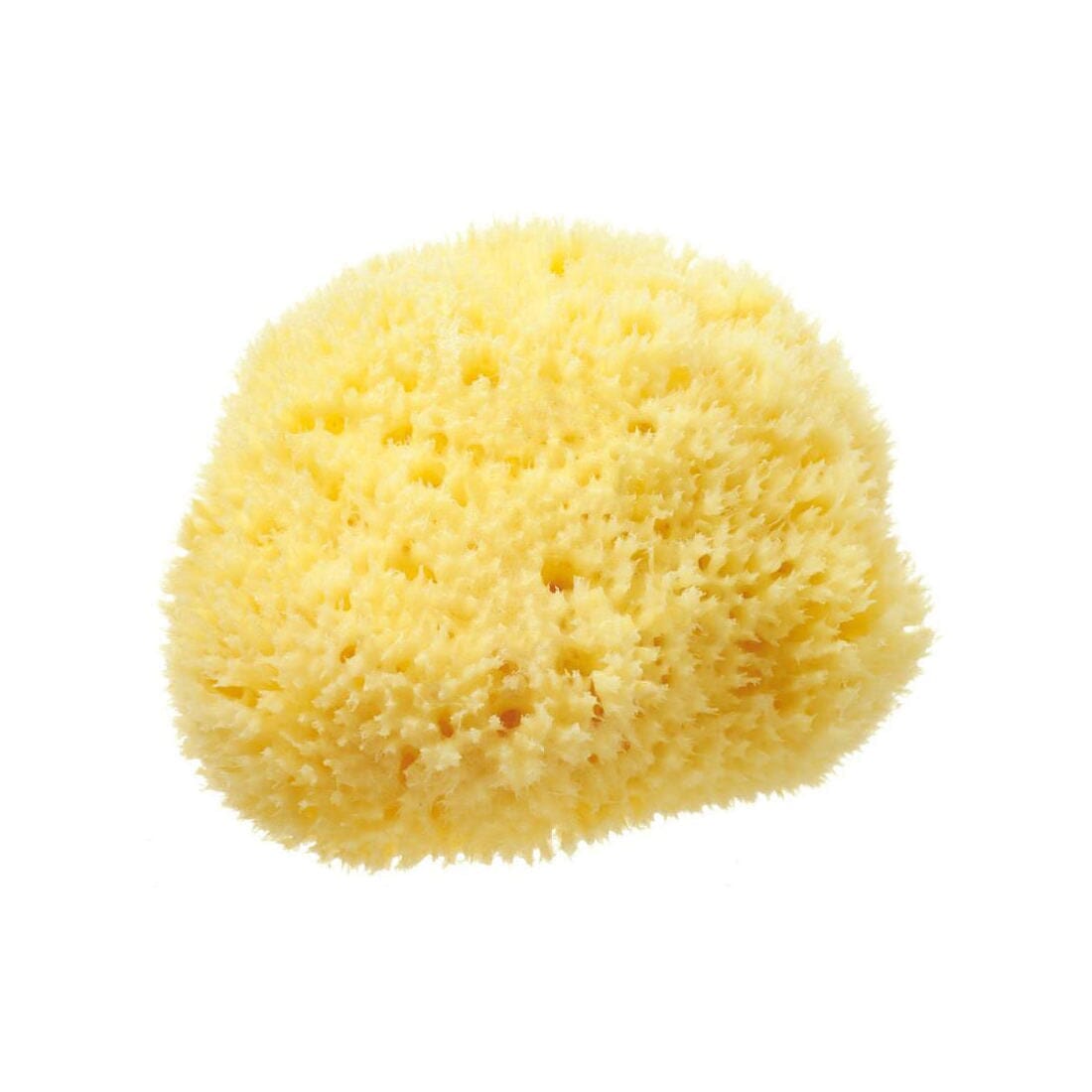 Hydrea London Natural Honeycomb Sea Sponge Sea Sponge The Natural Sea Sponge Co 4.5-5