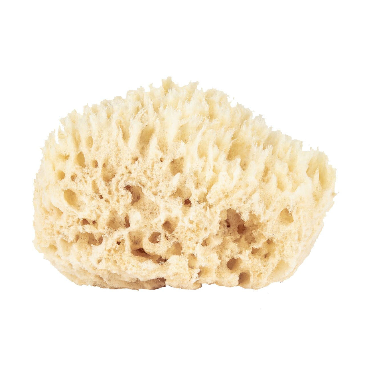 Baudelaire Wool Bath Sponge Sea Sponge Baudelaire 