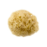 Hydrea London Natural Honeycomb Sea Sponge Sea Sponge The Natural Sea Sponge Co 4-4.5" 