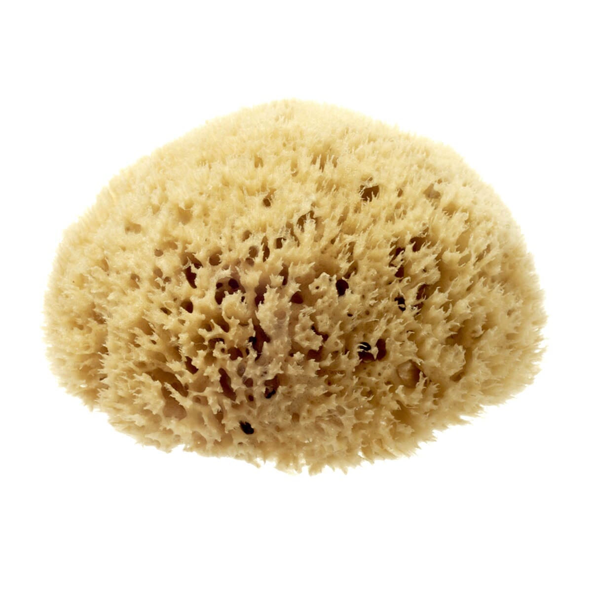 Hydrea London Natural Honeycomb Sea Sponge Sea Sponge The Natural Sea Sponge Co 5-5.5