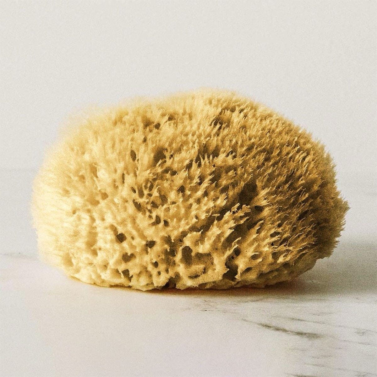 Hydrea London Natural Honeycomb Sea Sponge Sea Sponge The Natural Sea Sponge Co 