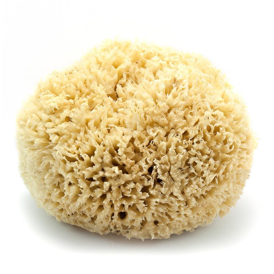 Caribbean Natural Sea Wool Sponge, 7" Large Sea Sponge Fendrihan 